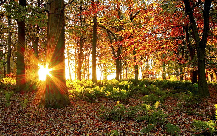 AUTUMN RAYS, nature, trees, light, forests, HD wallpaper