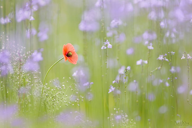 HD wallpaper: flower, grass, flowers, meadow, Mac | Wallpaper Flare