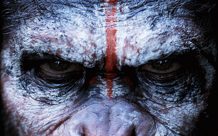 monkey face, Dawn of the Planet of the Apes, movies, close-up, HD wallpaper