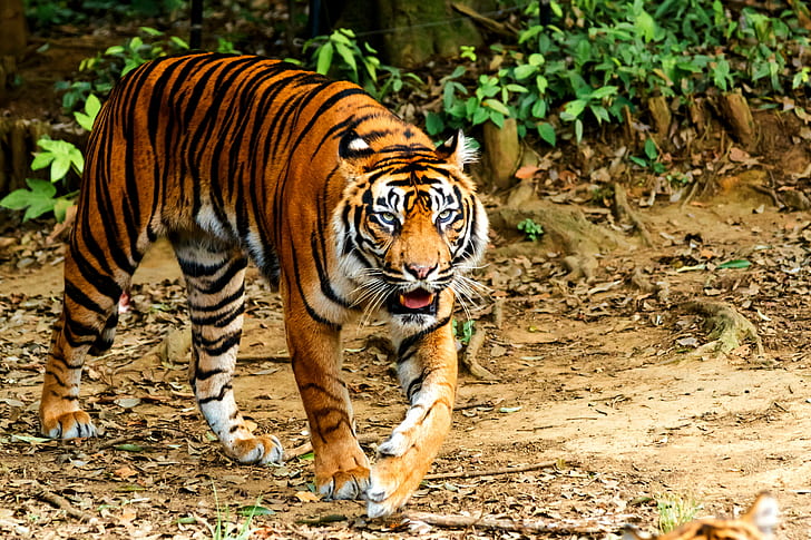 person taking photo of tiger during daytime, sumatran tiger, sumatran tiger