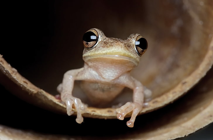 amphibian, close-up, frog, wildlife, HD wallpaper