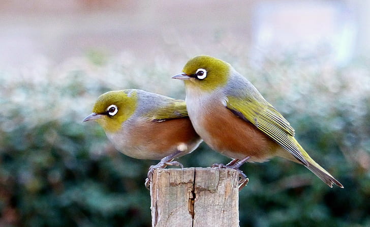 two grey-orange-and-yellow birds, pair, super, zoom, bridge camera