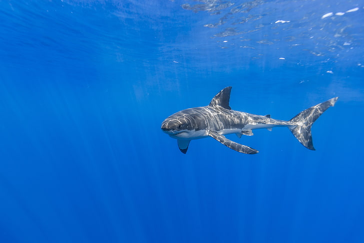 grey shark fish, blue, underwater, animals, animal themes, animals in the wild