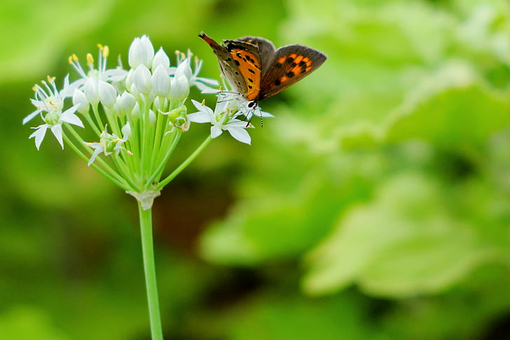 selective focus photography of brown and orange butterfly feeding white petaled flower, small copper, leek, small copper, leek, flower
