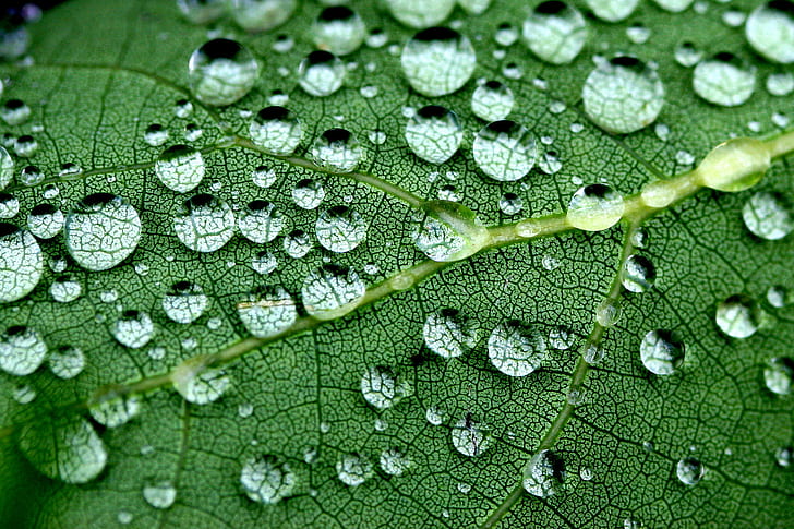 close up photo of green leaf with water drops, crazy paving, water  drop