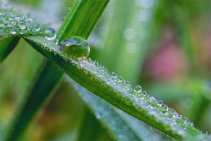 macro shot rain drops on plant, grass, grün, Reimer, Tau, nature, HD wallpaper