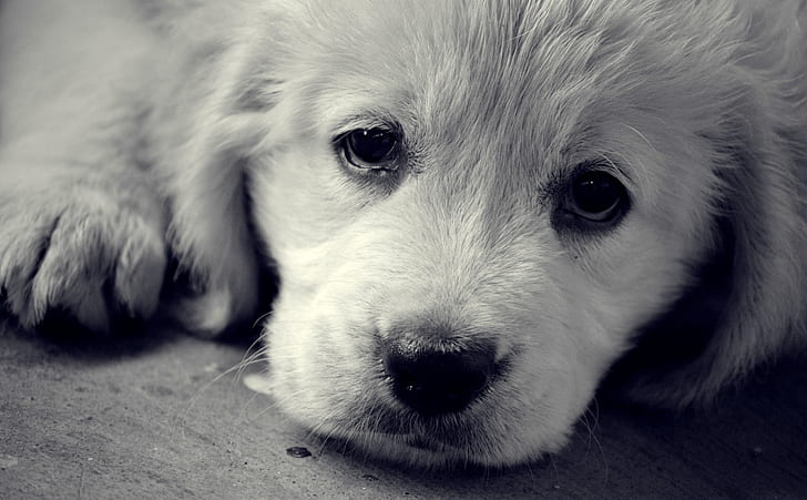 HD wallpaper: Sad Eyes, Animals, Pets, Puppy, Cute, dog | Wallpaper Flare
