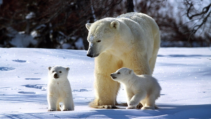 white polar bear and cubs, polar bears, snow, family, walk, animal