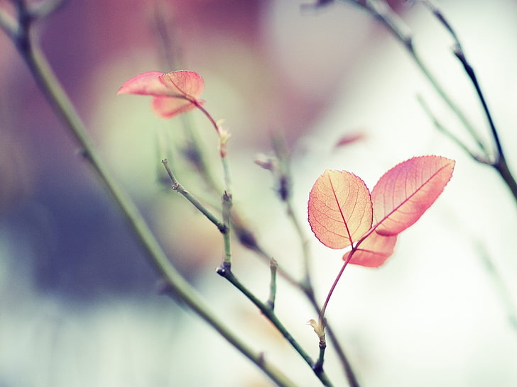 red leafed plant, nature, leaves, depth of field, twigs, beauty in nature, HD wallpaper