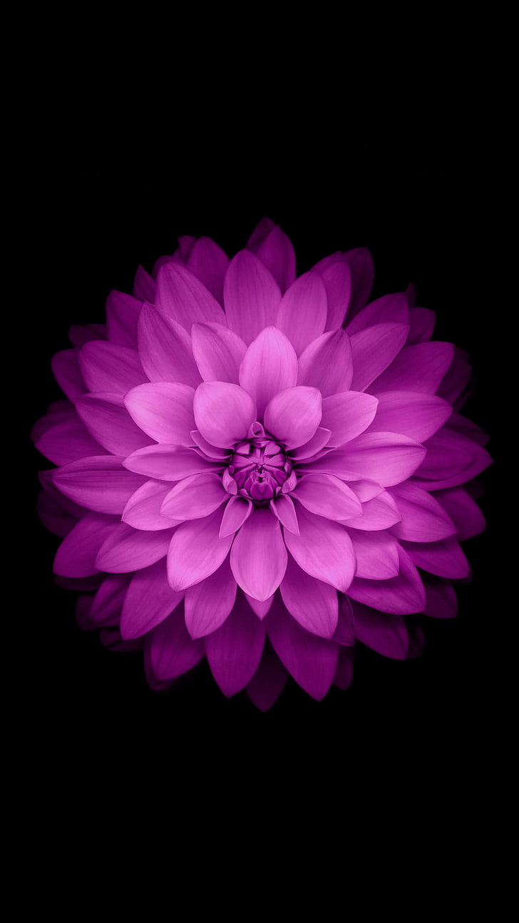 purple dahlia flower, vertical, flowers, minimalism, simple background