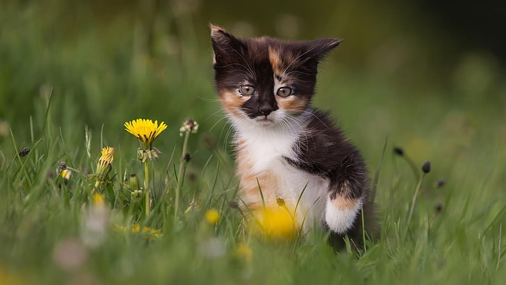 tri-color kitten, kittens, cat, animals, baby animals, yellow flowers