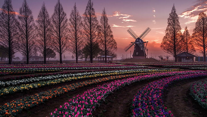 nature, flowers, holland, spring, field, trees, tulips, windmill