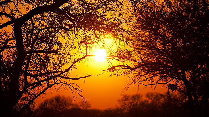 South Africa, nature, national park, Sun, trees, sunset, beauty in nature, HD wallpaper