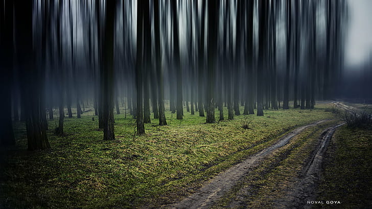 pathway between trees, Forest, magical, nikkor, frame, nikon, HD wallpaper