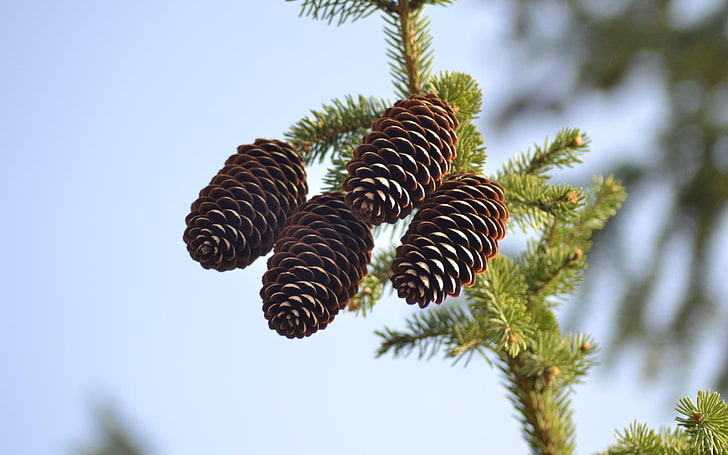 nature, pine cones, blurred, plants, low angle view, tree, sky, HD wallpaper
