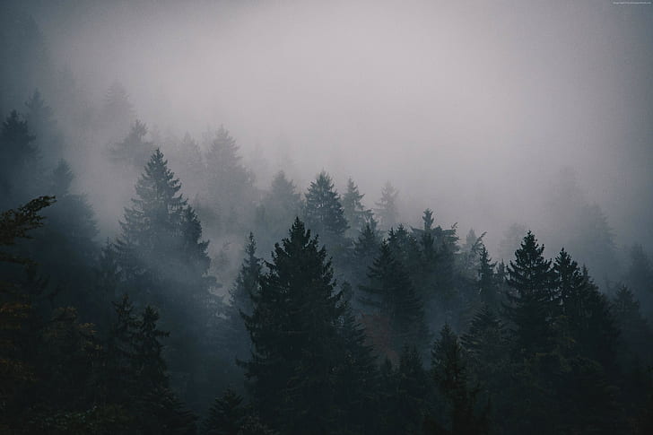 trees, fog, forest, 5k, 4k, HD wallpaper