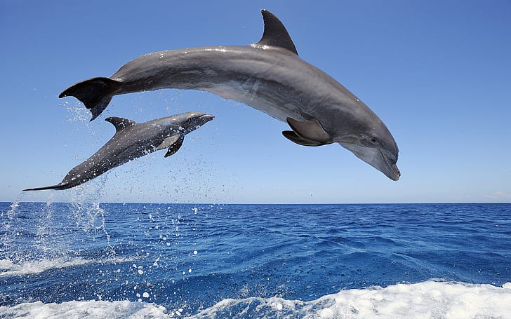 Dolphins jumping out the water, spray, sky, horizon