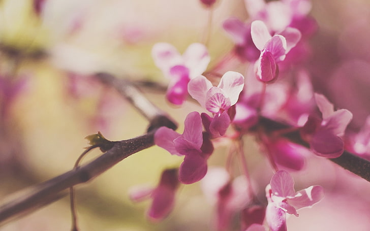 pink blossom flowers, nature, macro, pink Color, branch, tree