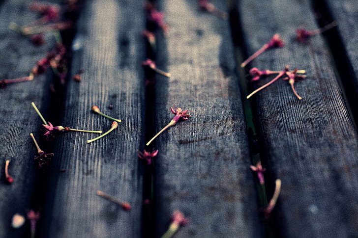 selective focus photography of petals on plank, Trace, season, HD wallpaper