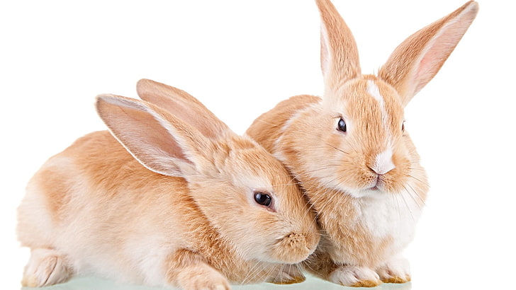 two brown rabbits, ears, white, wool, snout, rabbit - Animal