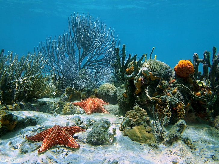 red starfish, underwater, ocean, sand, tropical, reef, coral, HD wallpaper