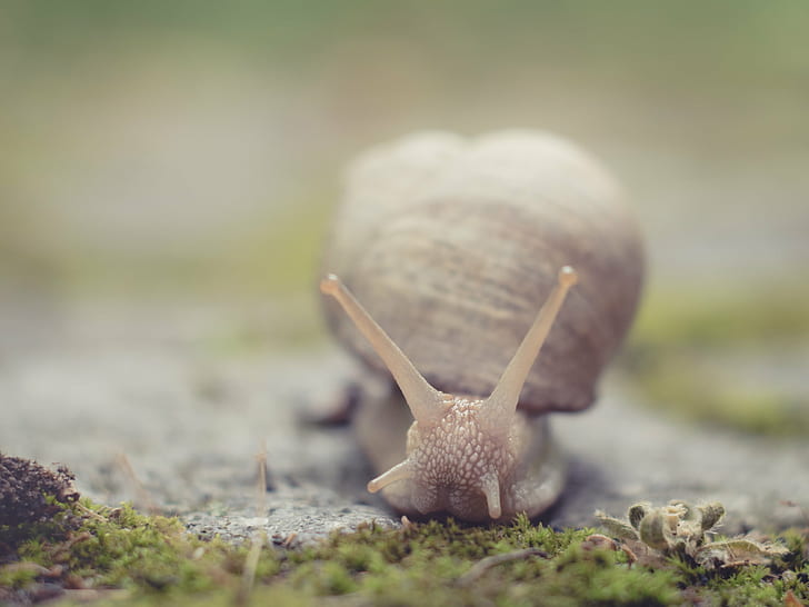 selective focus photography of snail, Hello friend, animal, available light, HD wallpaper