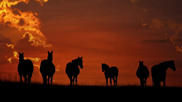 horse, animals, sunset, HD wallpaper