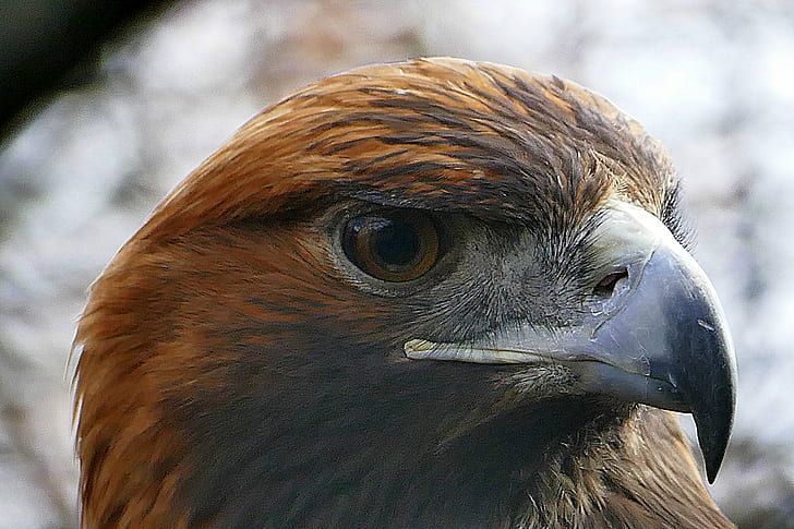 brown falcon in close up photography, Adler, eagle, Blick, vogel, HD wallpaper