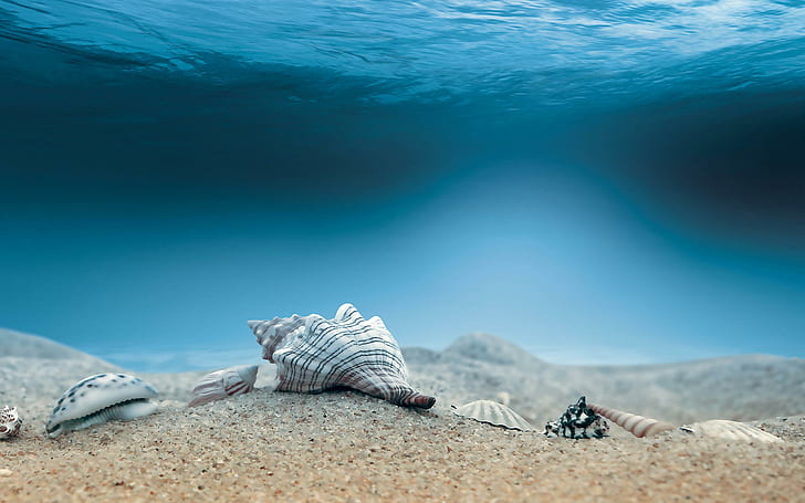Shells Seabed, assorted sea shells, nature, HD wallpaper