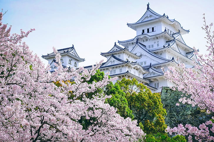 trees, castle, Japan, Sakura, pagoda