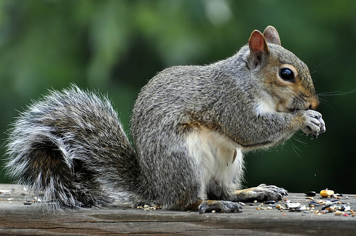 grey squirrel nibbling on nut on brown wooden ledge, squirrel