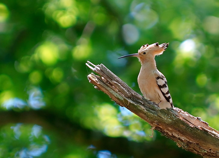 white and black woodpecker, hoopoe, bird, green, branch, nature, HD wallpaper
