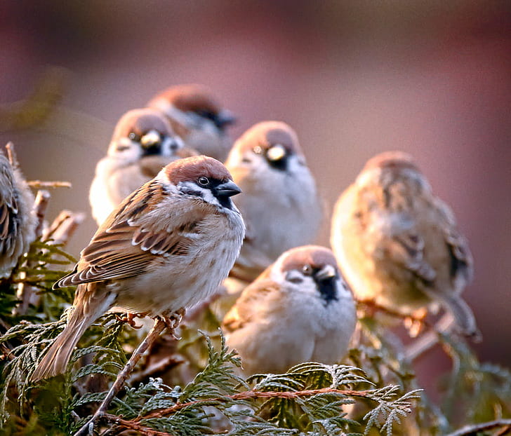 flocks of brown sparrow perching on pine tree at daytime, Gang