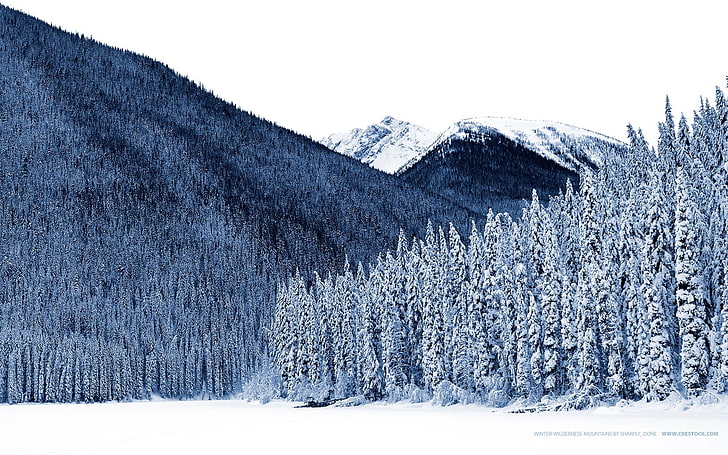 nature, landscape, trees, winter, snow, cold temperature, plant, HD wallpaper