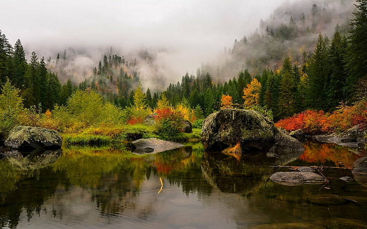 pine trees, nature, landscape, fall, lake, mist, forest, mountains