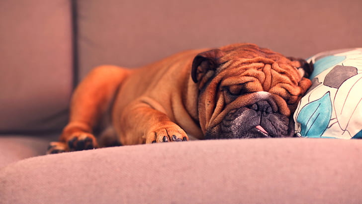 French Bulldog sleeping, HD wallpaper