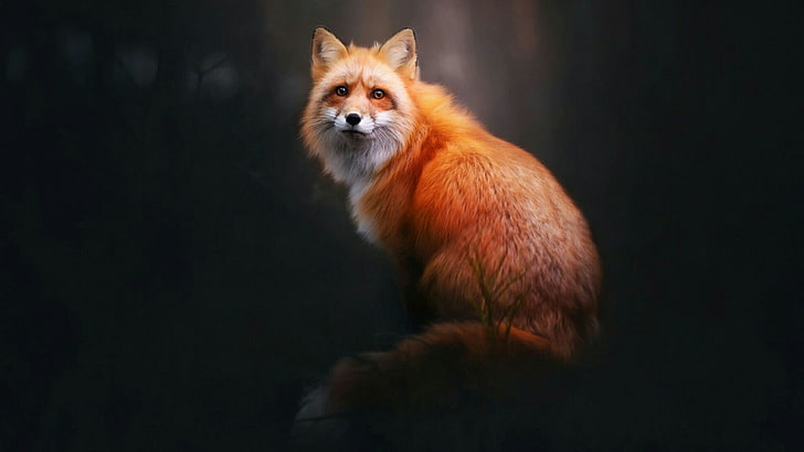 animals, fox, red fox, mammal, photograph, fauna, wildlife, HD wallpaper