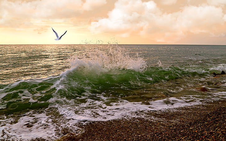 Sunset, coast, gull, sea waves, clouds, HD wallpaper