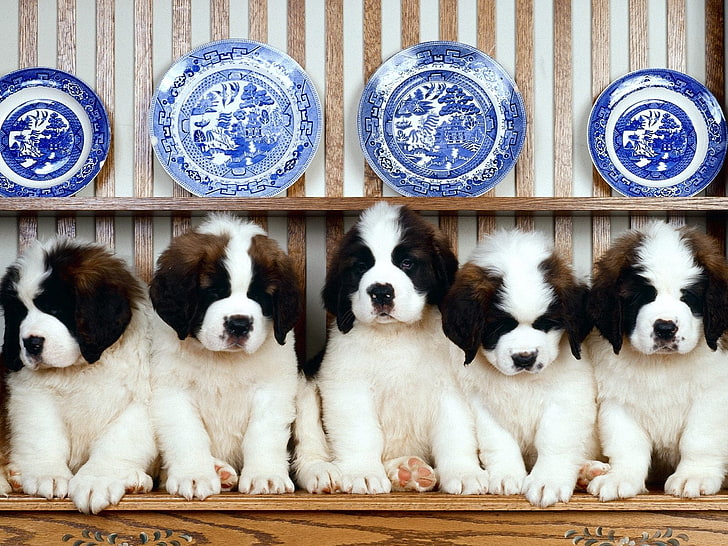 five white-and-brown Saint Bernard puppies, st bernard, dishes