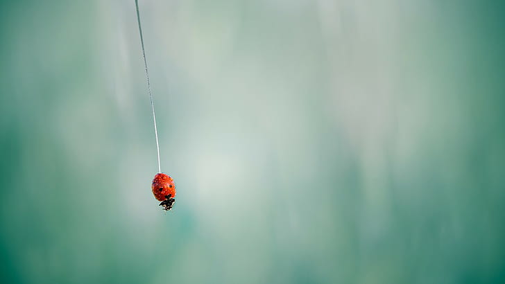 ladybugs, closeup, animals, insect