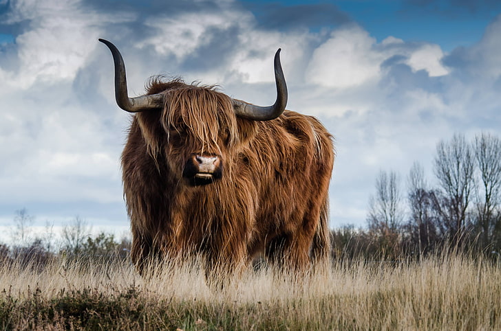animal, mammal, nature, cattle, meadow, landscape, bull, animal themes, HD wallpaper