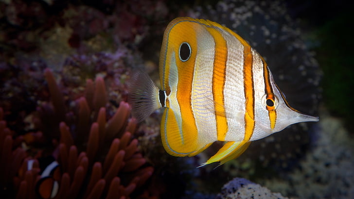 close-up photo of yellow and gray fish, Anemone, inhabitants