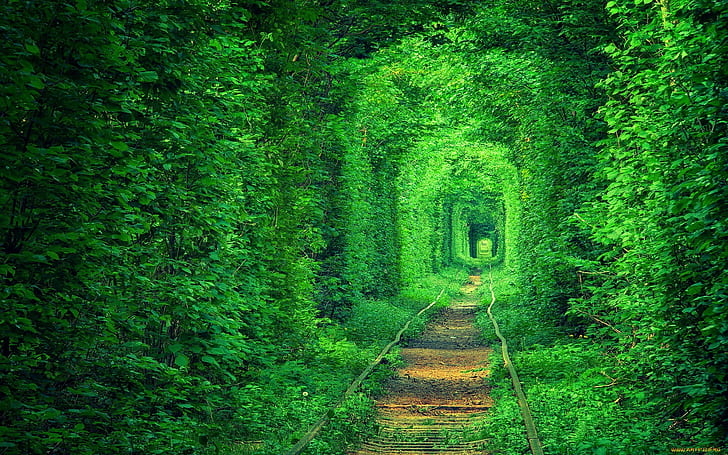 green, tunnel, path, nature, forest, trees, railway, plants