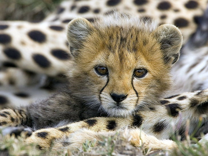 Cheetah Cub HD, animals, HD wallpaper