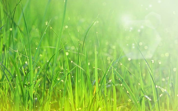 Beautiful Sparkling Green Grass, nature, 3d and abstract, HD wallpaper