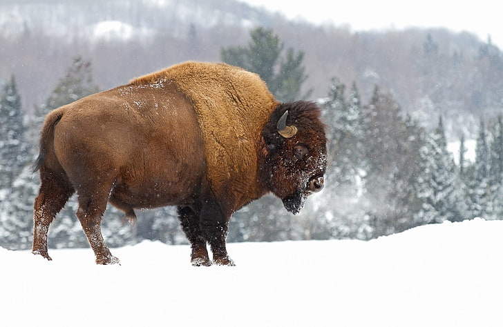 Animal, American Bison