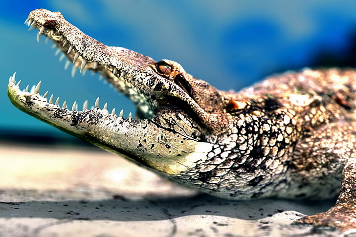 animals, crocodiles, reptiles, animal themes, animal wildlife, HD wallpaper