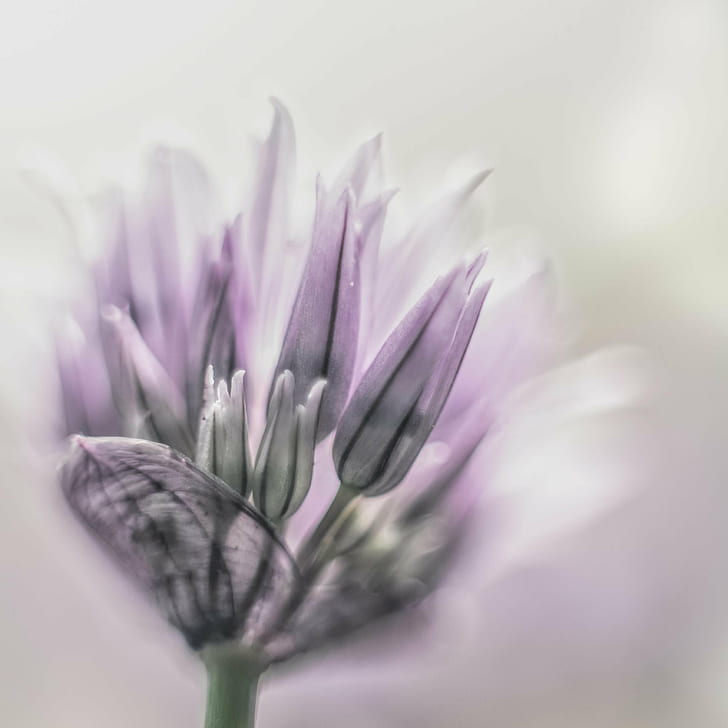 macro photography of purple petal flower, Une, demi, douzaine, HD wallpaper