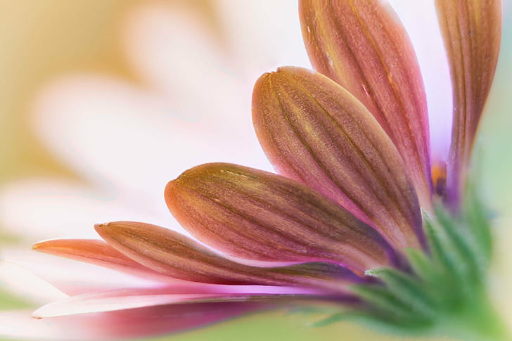 pink Osteospermum closeup photography, daisy, daisy, flower, floral, HD wallpaper