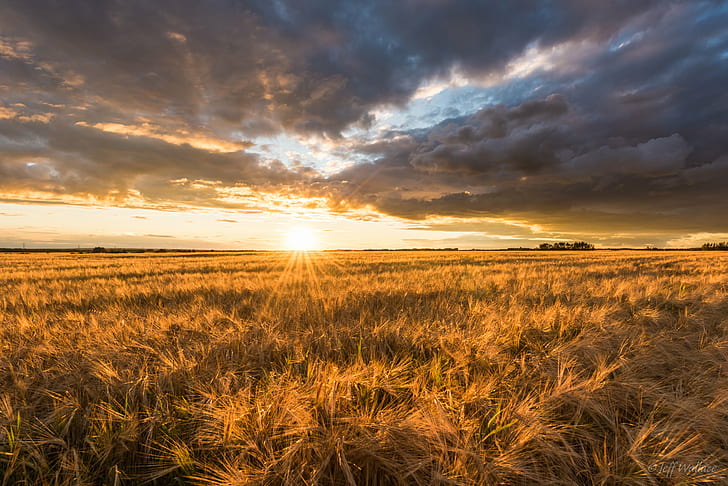 landscape photography of Wheat field under gray Columbus clouds during golden hour, HD wallpaper